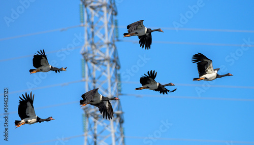 A flock of Magpie Geese Flying Past Powerlines - urban nature photo