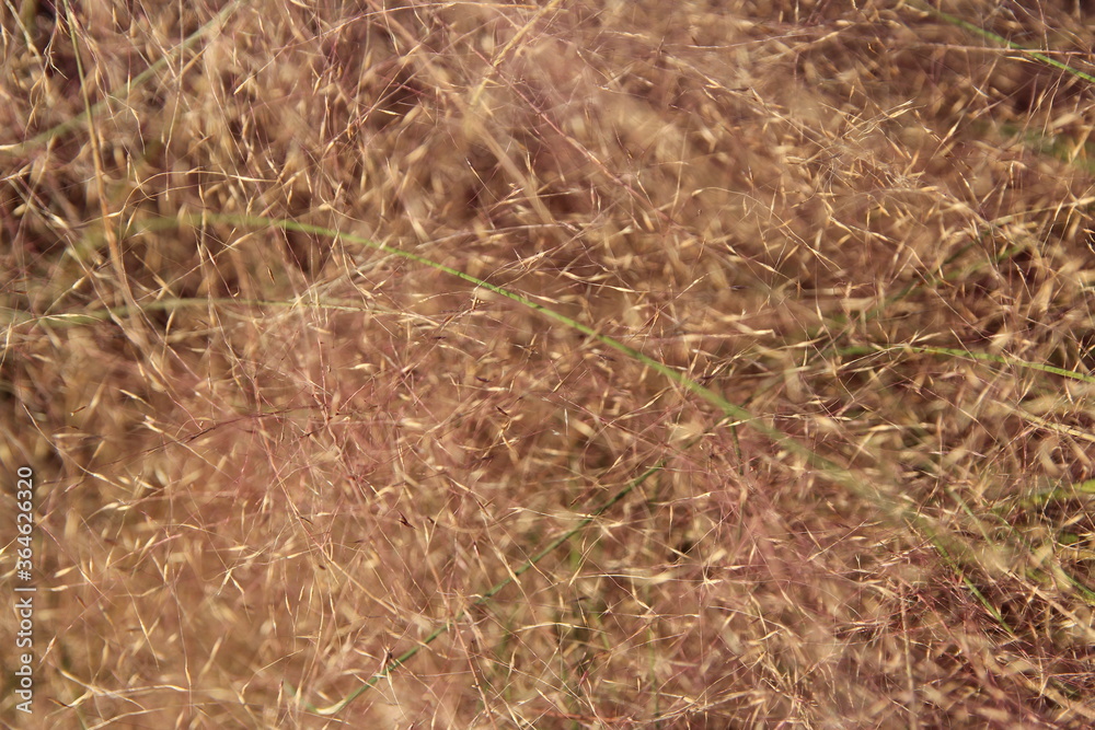 Close up of Pink Muhly Grass in autumn, South Korea Close up of Pink Muhly Grass in autumn, South Korea
