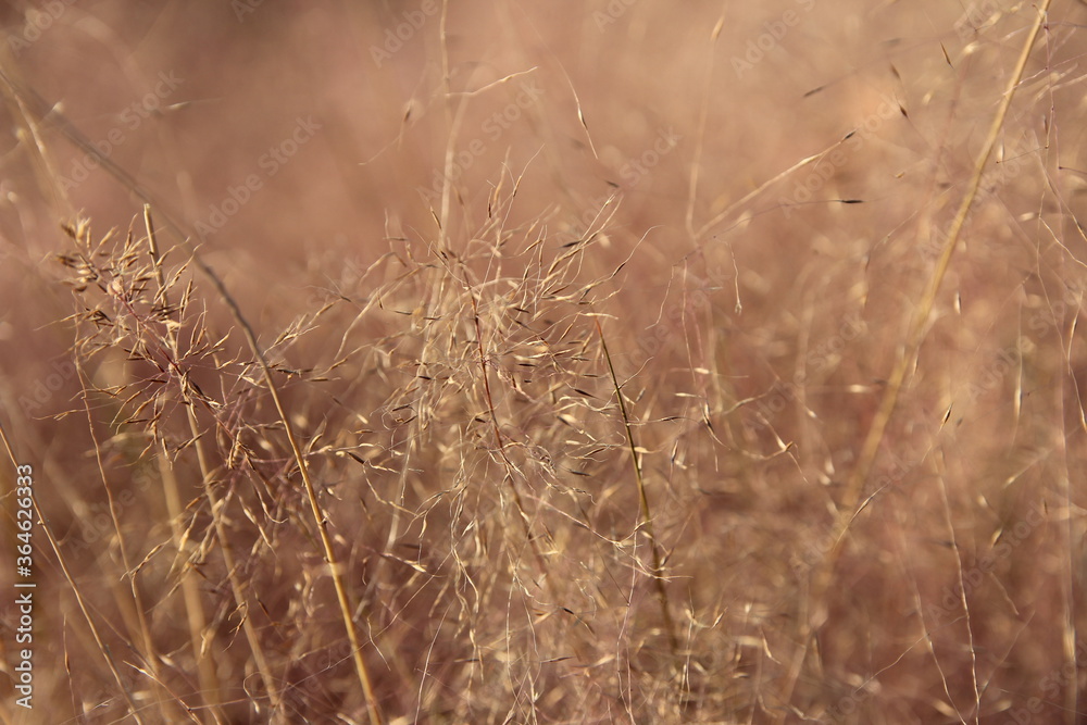 Close up of Pink Muhly Grass in autumn, South Korea Close up of Pink Muhly Grass in autumn, South Korea