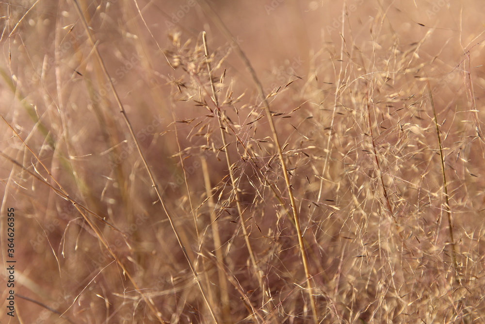 Close up of Pink Muhly Grass in autumn, South Korea