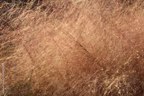 Close up of Pink Muhly Grass in autumn, South Korea