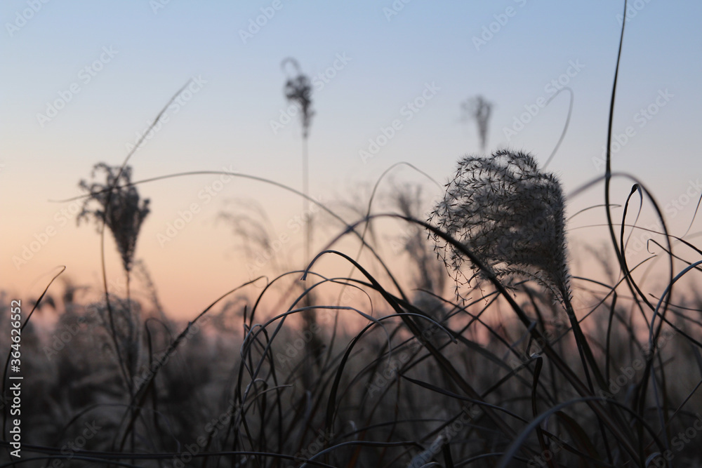 Obraz premium Pampas grass during the sunset in autumn, South Korea