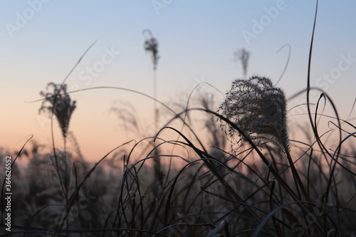 Pampas grass during the sunset in autumn  South Korea