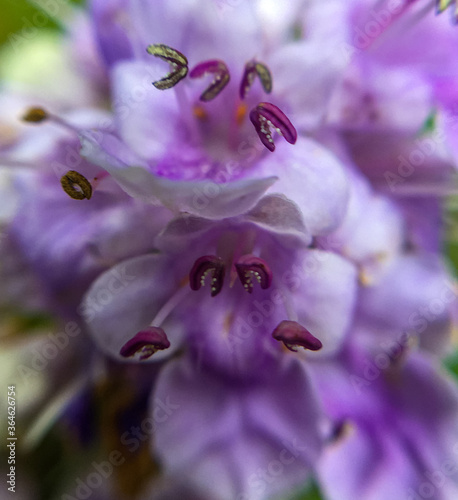 Photos Closeup of a cluster of chaste tree flowers on the end of one branch
