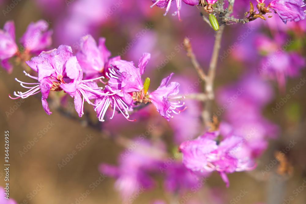 Rhododendron daursky, ledum, lat. Rhododendron dauricum, botany, eukaryotes, plant, wildflower, morning, shrub flower, purple flowers Rhododendron daursky, ledum, lat. Rhododendron dauricum, botany, eukaryotes, plant, wildflower, morning, shrub flower, purple flowers