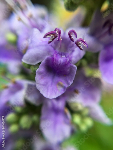 Closeup of the lilac flowers of a chaste tree plant