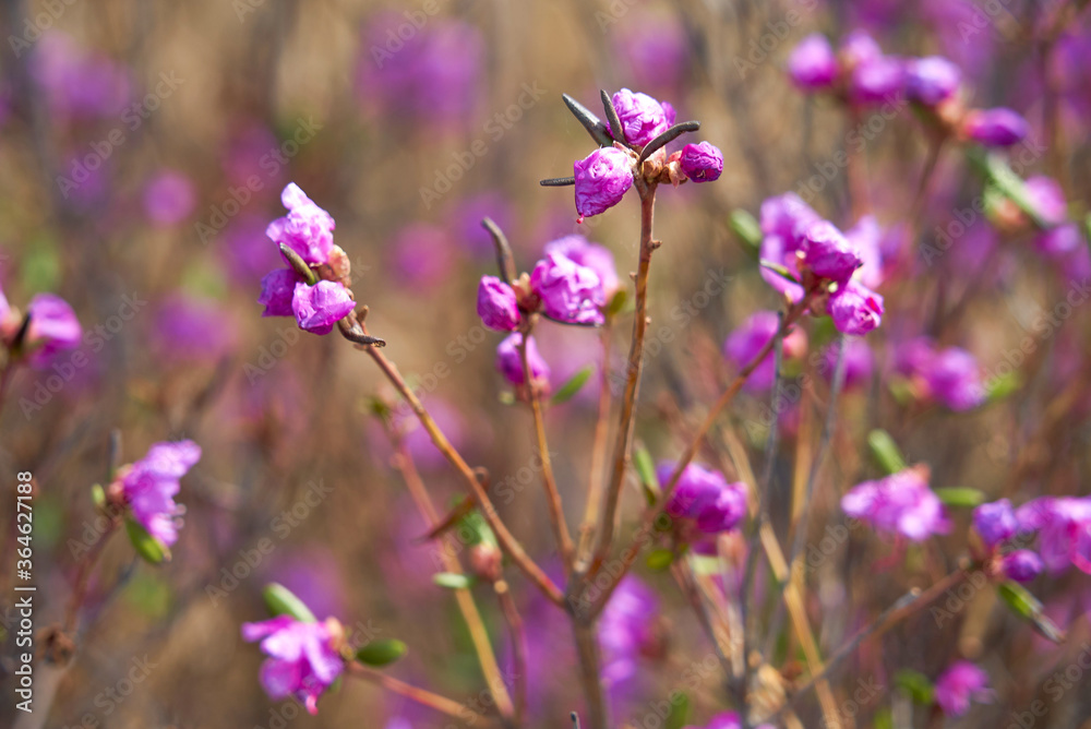 Rhododendron daursky, Ledum lat. Rhododendron dauricum, close-up, purple flower, Dauria, Far East, botany, plant, wildflower Rhododendron daursky, Ledum lat. Rhododendron dauricum, close-up, purple flower, Dauria, Far East, botany, plant, wildflower