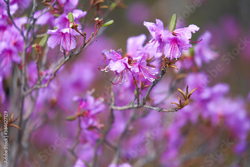 
Rhododendron daursky, Ledum lat. Rhododendron dauricum, purple flower, Dauria, Far East, botany, plant, wildflower, morning, spring photo