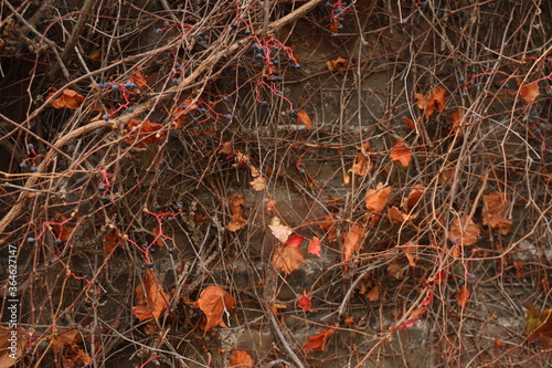 autumn leaves background © Sergey Redyuk