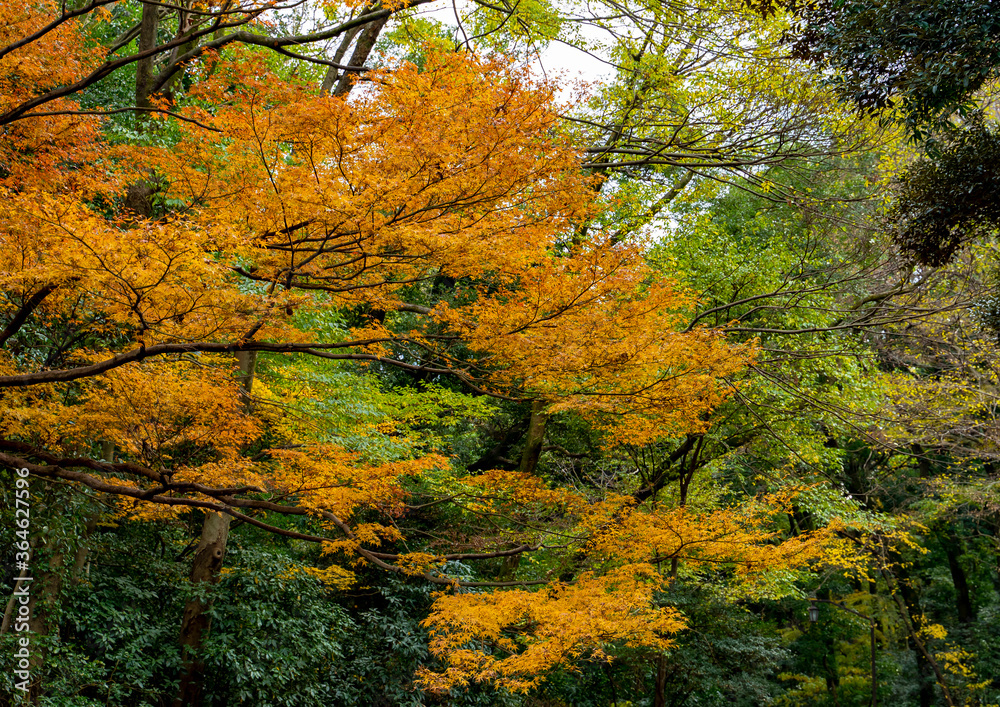 日本の四季　紅葉の季節