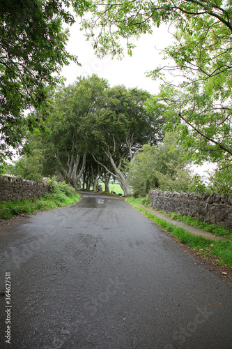 The Dark Hedges is an avenue of beech trees along Bregagh Road between Armoy and Stranocum in County Antrim, Northern Ireland photo