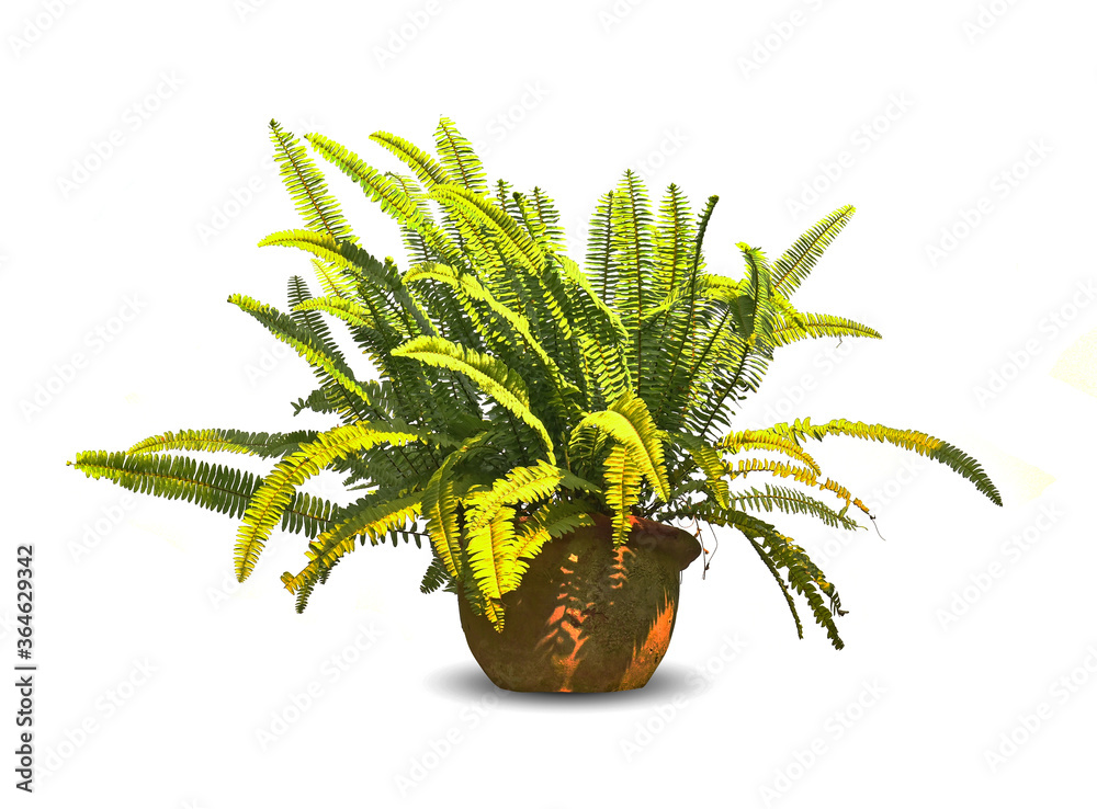 geen leave of fern in pot snccnlent isolated on white background. geen leave of fern in pot snccnlent isolated on white background.