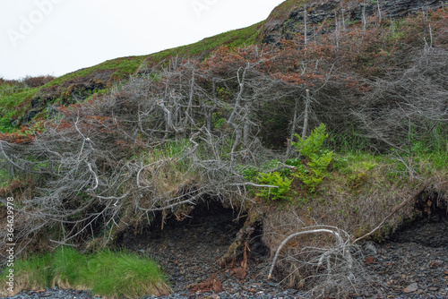 Tuckamore, knarly twisted Balsam Fir with root exposed, Water Soil Erosion, and Fern and Shale. Wind and Sea Slat reddened tips. Flora, Wendy Nuttall