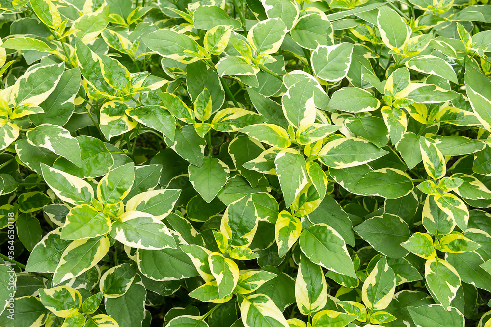 The leaves of the shrub are thick and beautiful green and yellow as a background for design work. The leaves of the shrub are thick and beautiful green and yellow as a background for design work.
