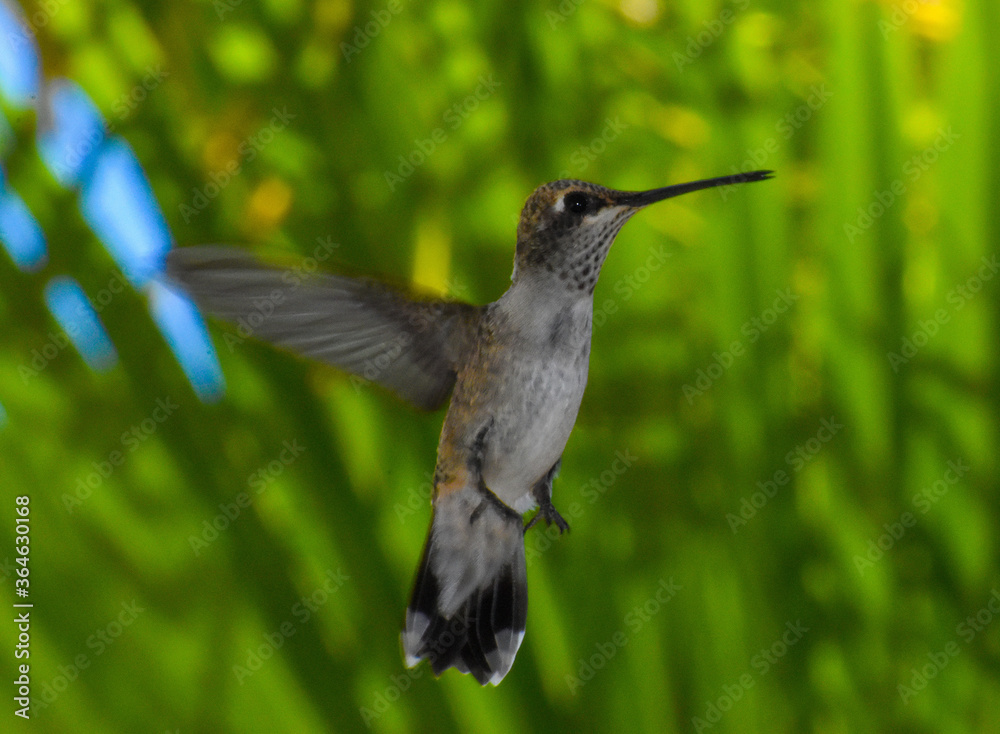 Fototapeta premium Stunning hummingbird with long wings and beak in jungle 