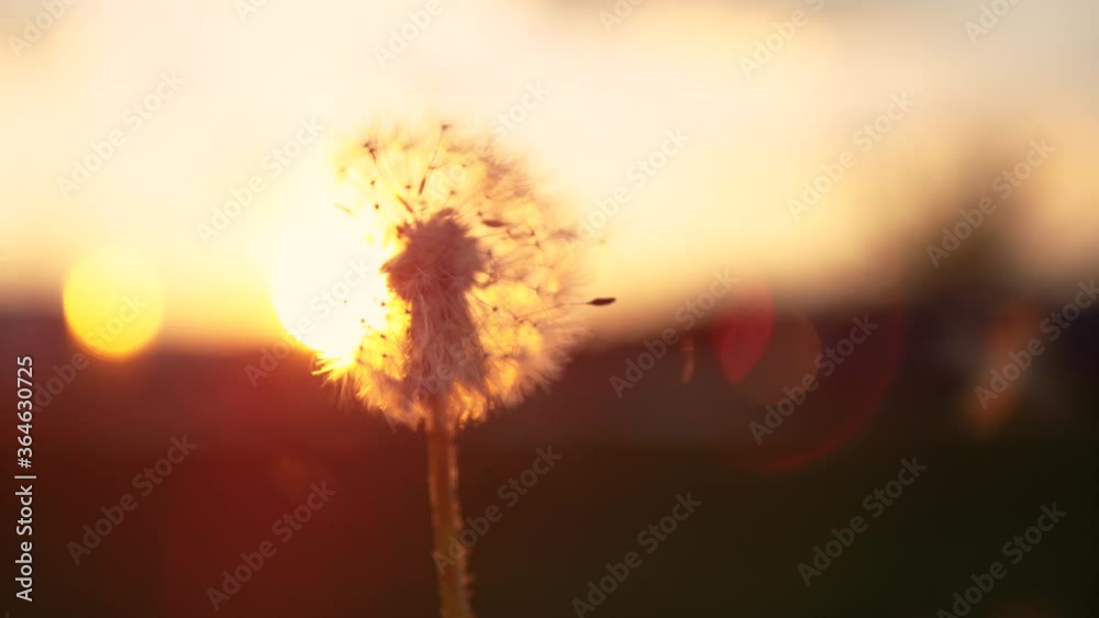 MACRO, LENS FLARE, DOF, COPY SPACE: Fluffy dandelion bulb gets swept away by morning wind blowing across sunlit countryside. Evening breeze blows soft white seeds off a dandelion blossom at sunset.