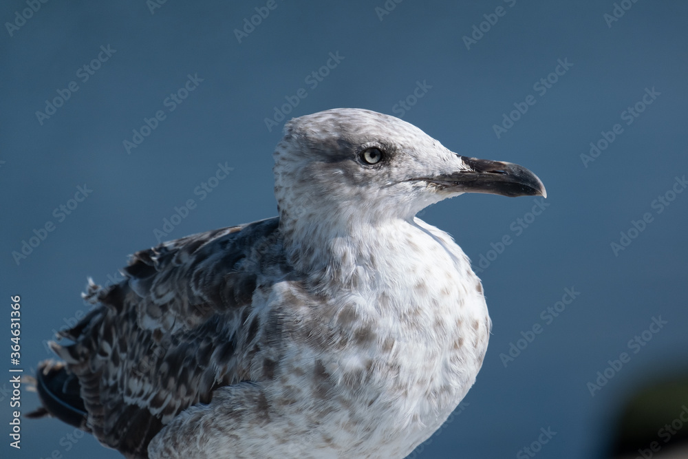 Close up portrait of grey and white seagull, with blue ocean in background. Shallow depth of field. Close up portrait of grey and white seagull, with blue ocean in background. Shallow depth of field.