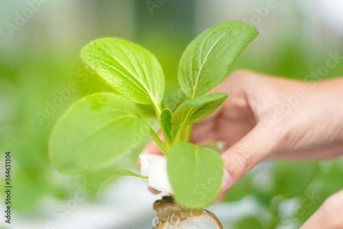 Close up Pak Choi that are harvested from hydroponic farms photo