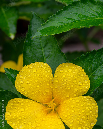 Damina, a beautiful yellow flower Against the backdrop of green leaves. photo