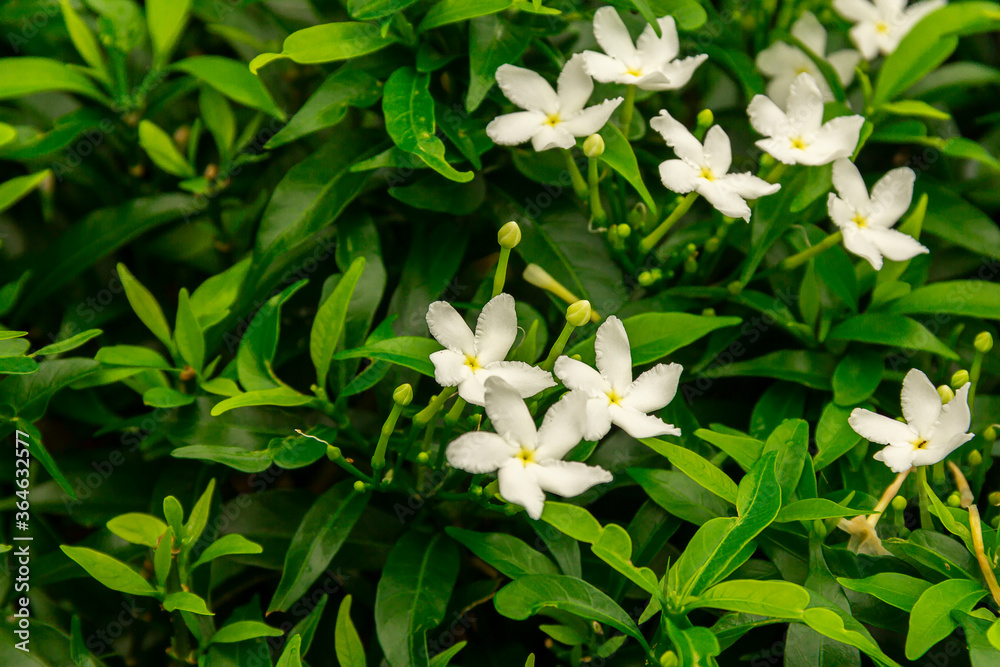 Obraz premium Gardenia jasminoides flower is a small white flower with green leaves with a beautiful delicate fragrance.