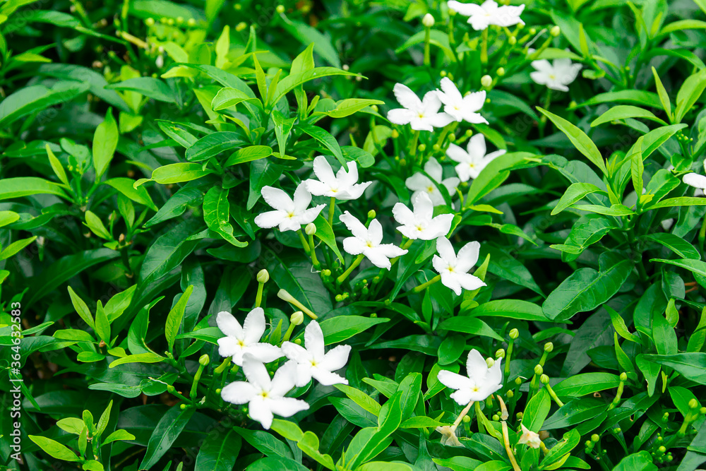 Gardenia jasminoides flower is a small white flower with green leaves with a beautiful delicate fragrance. Gardenia jasminoides flower is a small white flower with green leaves with a beautiful delicate fragrance.