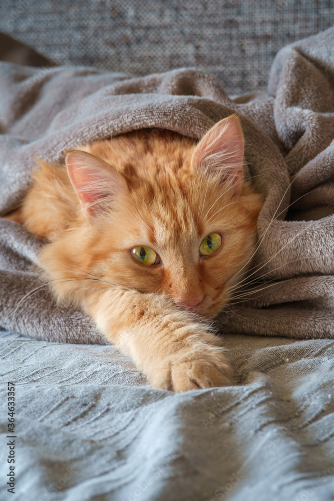 Ginger cat wrapped in a gray woolen blanket