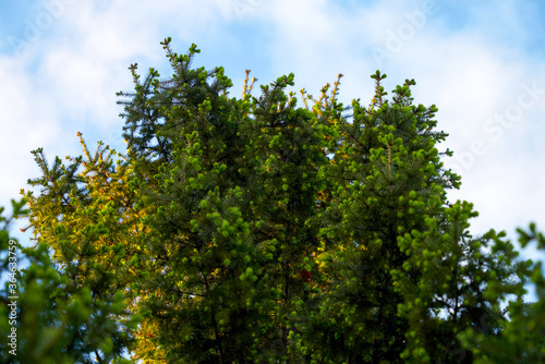 Fir  pine  lat. Abies  needles  green spruce  new shoots  dark needles  needles closeup  green  conifer  tree branch  against the sky