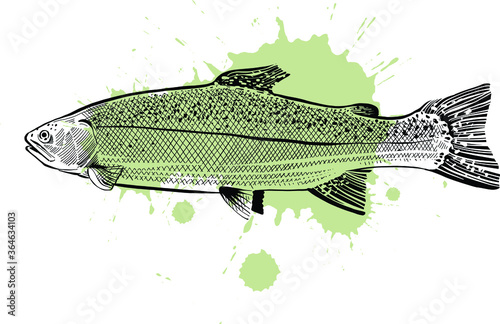 trout fish on a green background