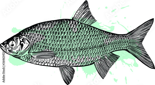 fish on a white background