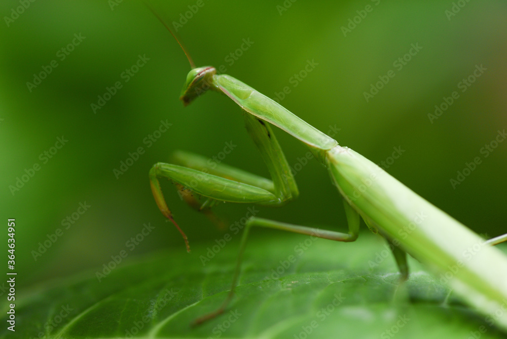 Female european Mantis or Praying Mantis religiosa on leaf on nature - Green grasshopper Female european Mantis or Praying Mantis religiosa on leaf on nature - Green grasshopper