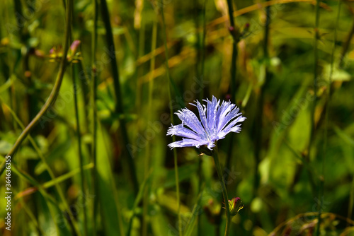 The flowers of chicory in meadow