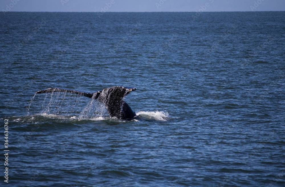 Obraz premium A whale in the ocean 