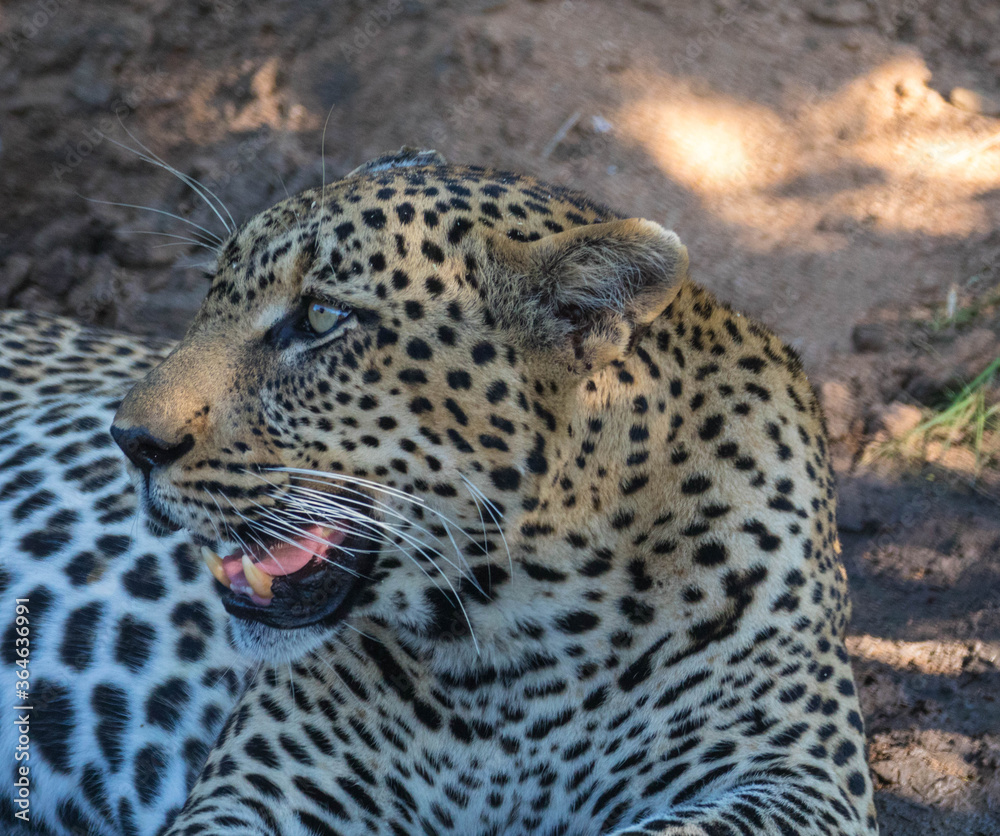 Portrait leopard from side view Portrait leopard from side view