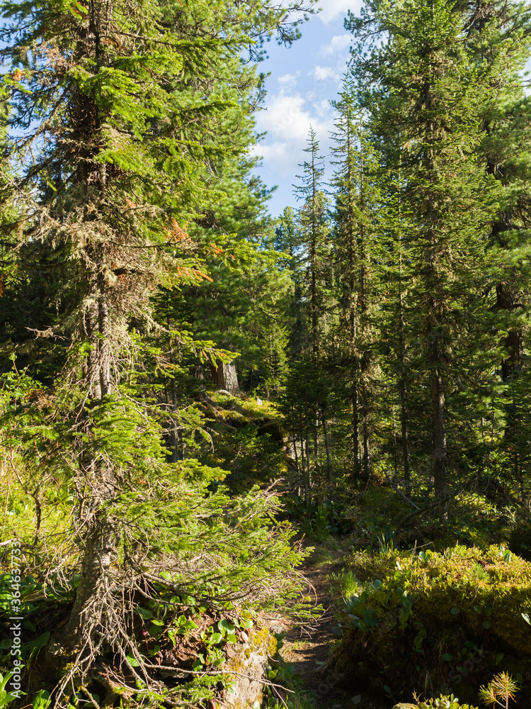 Fototapeta premium Thicket. Cedars and firs in coniferous forests. Summer sunny day