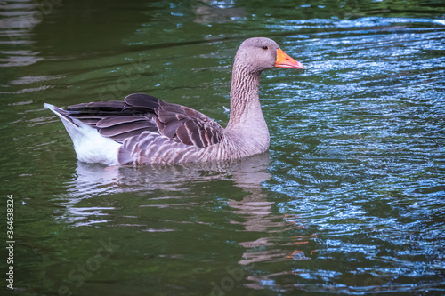 Wild gray goose swims in a lake with green water.