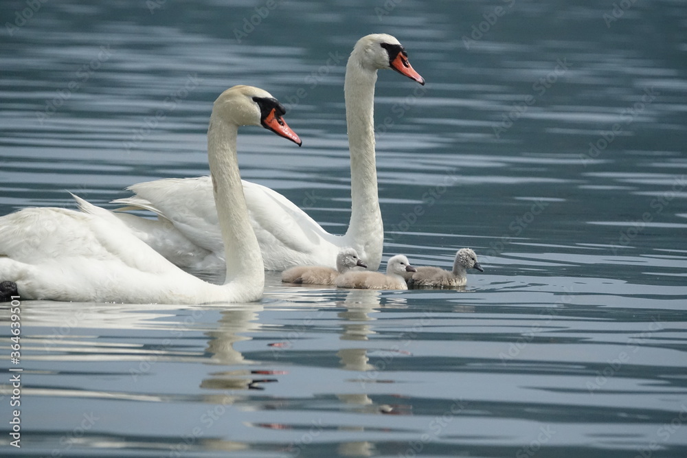 Obraz premium 白鳥