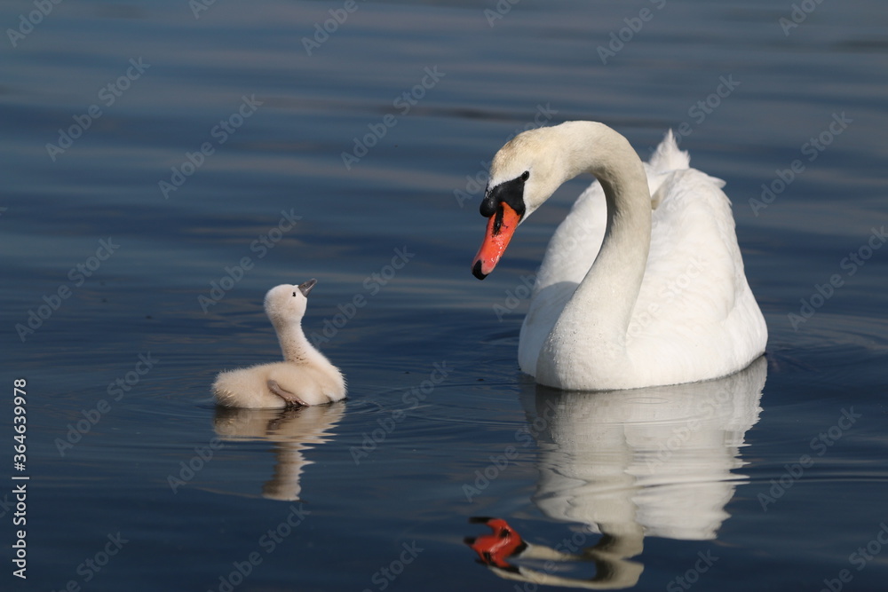 Obraz premium 白鳥