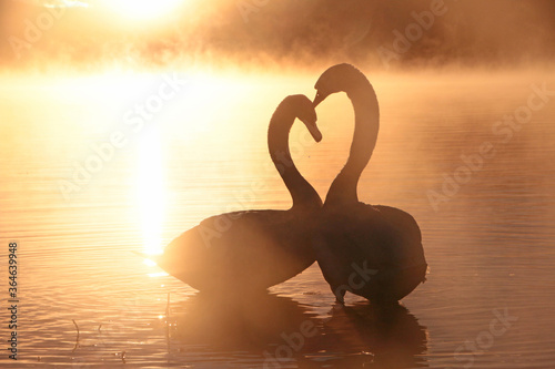 Fototapeta Naklejka Na Ścianę i Meble -  白鳥