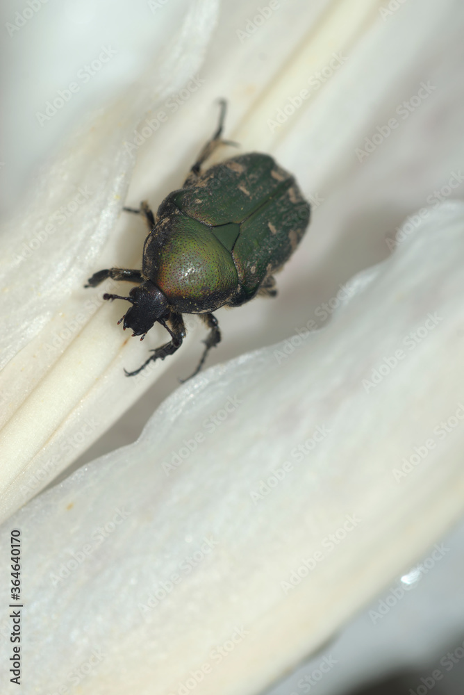 ヤマユリにハナムグリ ヤマユリにハナムグリ