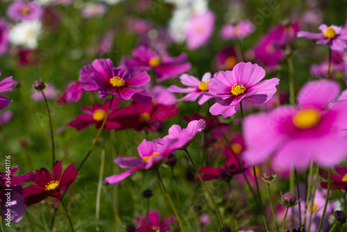 Colorful Cosmos Flower Garden Blooming in 
Autumn Season