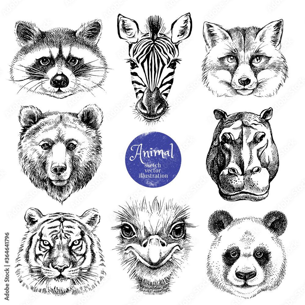 Hand drawn sketch animal heads vector illustration. Isolated cute trendy  portraits of fox, raccoon, zebra, hippo, panda, ostrich, tiger, bear on  white background Stock Vector | Adobe Stock