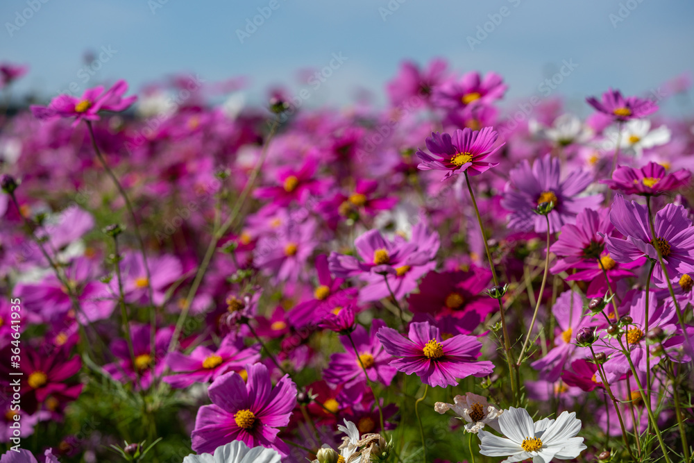 Colorful Cosmos Flower Garden Blooming in
Autumn Season Colorful Cosmos Flower Garden Blooming in
Autumn Season