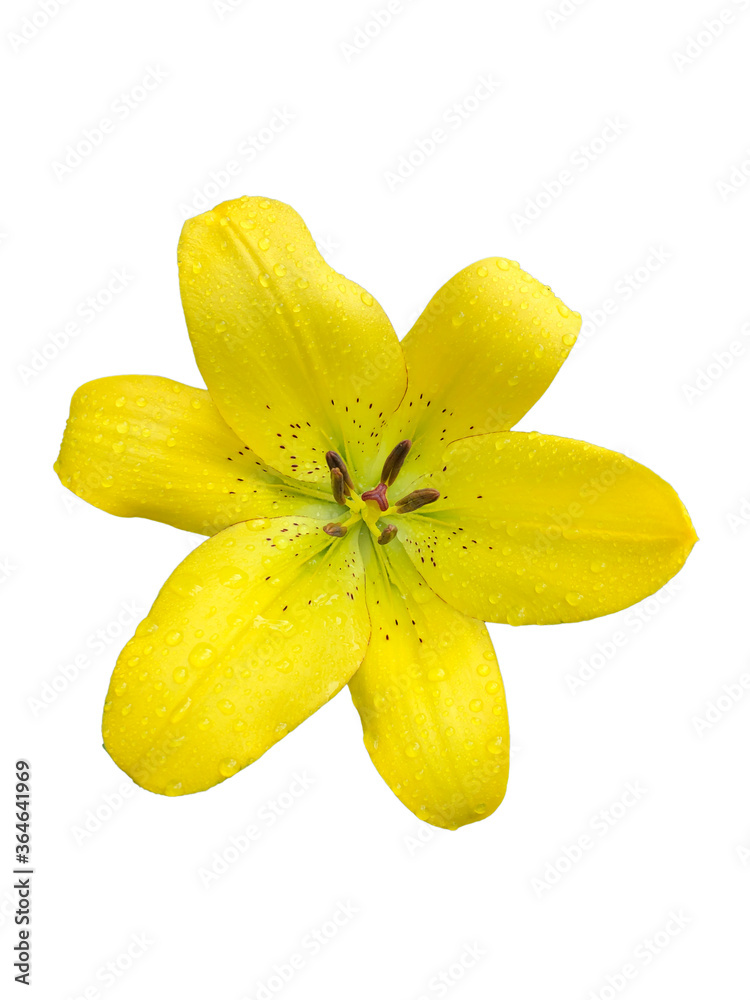 yellow lily isolated on white yellow lily isolated on white
