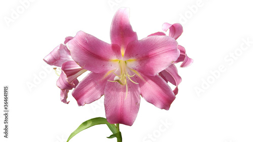 pink lilies isolated on white background