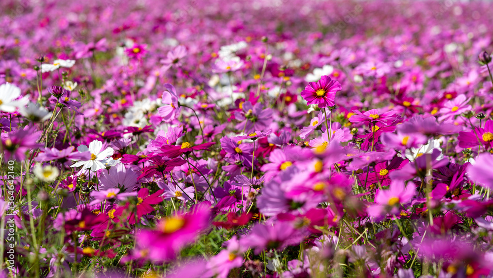 Colorful Cosmos Flower Garden Blooming in
Autumn Season Colorful Cosmos Flower Garden Blooming in
Autumn Season