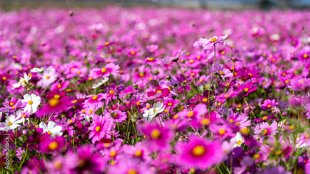 Obraz premium Colorful Cosmos Flower Garden Blooming in Autumn Season