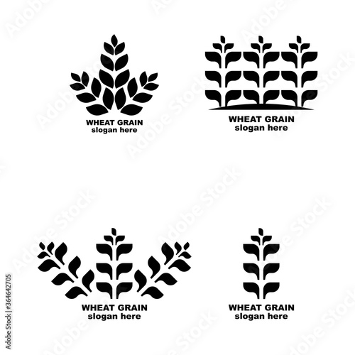 Grain wheat logo concept, Agriculture wheat Logo Template vector icon 