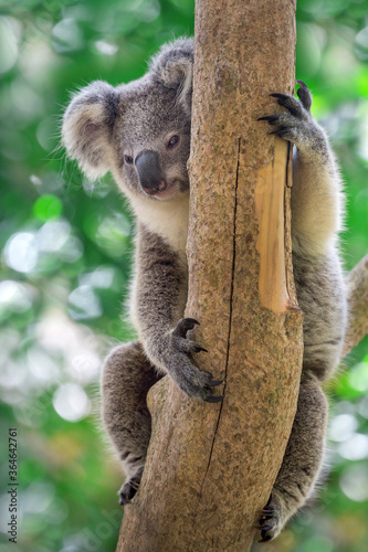 Fototapeta Naklejka Na Ścianę i Meble -  Koala is resting in a forest.