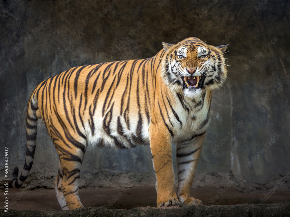 Indochinese tiger was threatening growl.