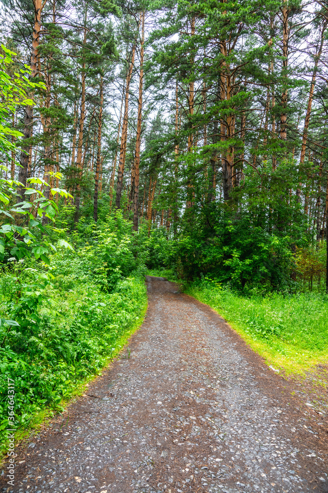 Pathway through beautiful summer forest with different trees
